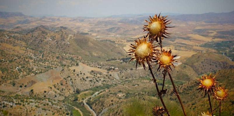 Mercados Globales en Alza